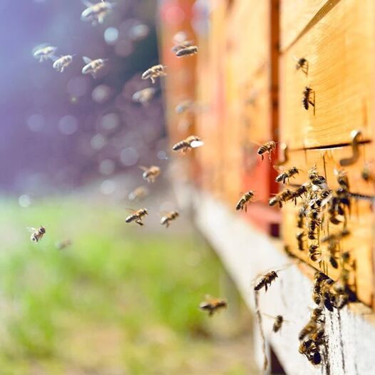 Nos campings engagés pour préserver la biodiversité