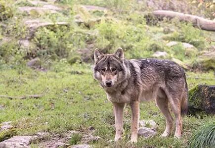 Le Parc du Loup du Gévaudan 