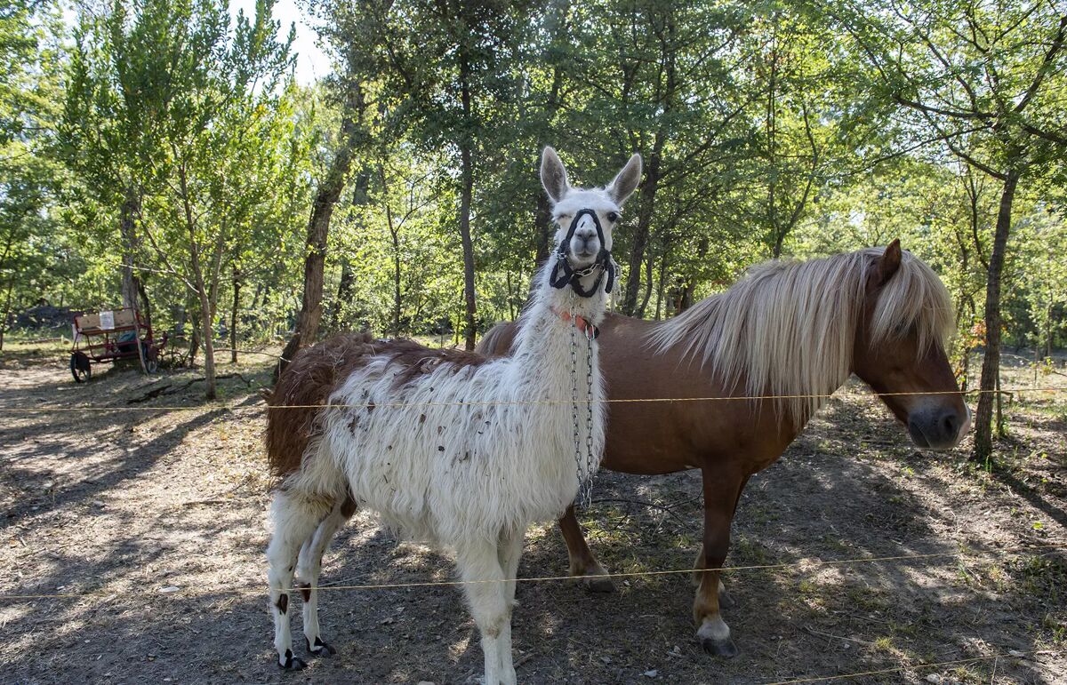 08  - Camping Les Rives de l'Aygues - Activité
