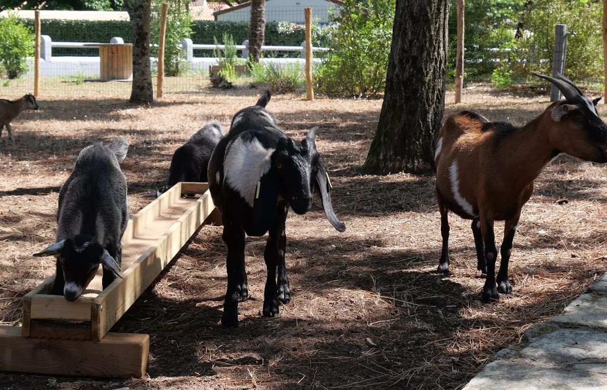 38 - Camping Au Bois des Biches