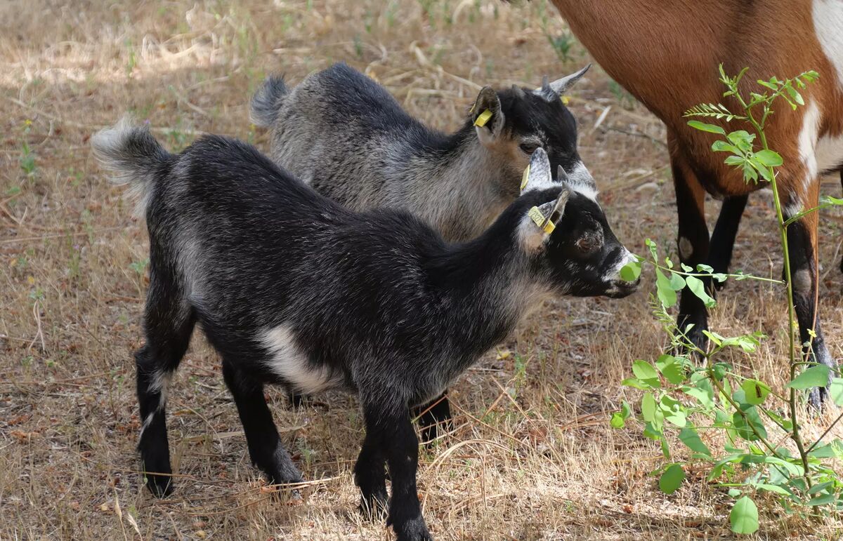 39 - Camping Au Bois des Biches