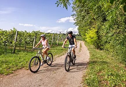 Balades à vélo au cœur des paysages viticoles